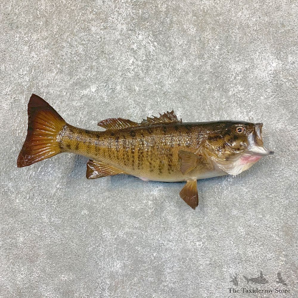 Smallmouth Bass Fish Mount For Sale #22376 @ The Taxidermy Store