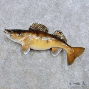 Walleye Fish Mount For Sale #14380 @ The Taxidermy Store