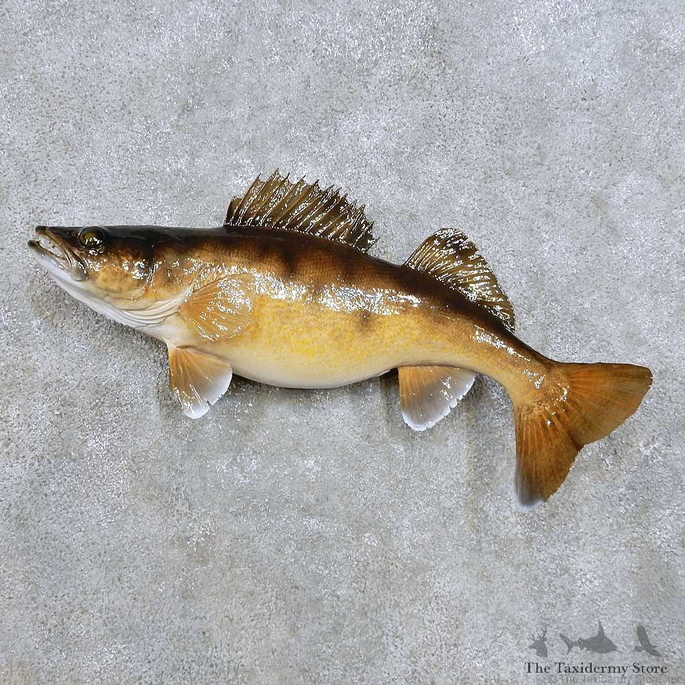 Walleye Fish Mount For Sale #14380 @ The Taxidermy Store