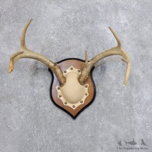 Whitetail Deer Antler Plaque Mount For Sale #18717 @ The Taxidermy Store