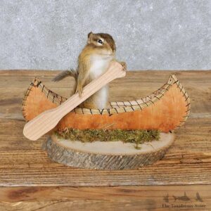 Novelty Canoe Chipmunk Mount For Sale #14989 @ The Taxidermy Store