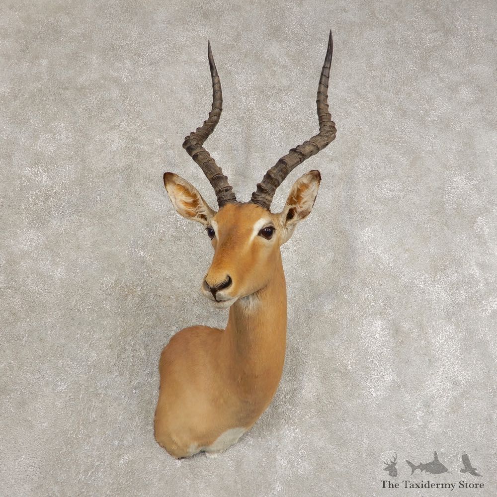 African Impala Shoulder Taxidermy Mount #21479 For Sale @ The Taxidermy Store