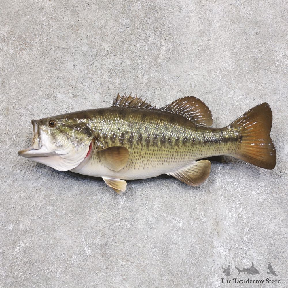 Largemouth Bass Fish Mount For Sale #22211 @ The Taxidermy Store