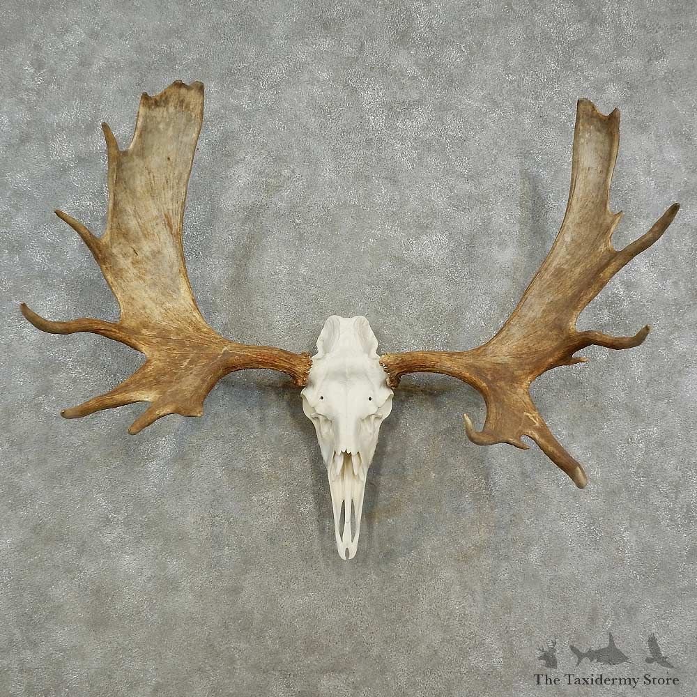 Alaskan Yukon Moose Skull European Mount For Sale #16958 @ The Taxidermy Store