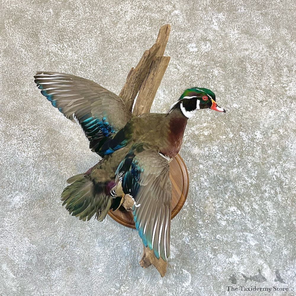 Wood Duck Taxidermy Mount For Sale #26509 @ The Taxidermy Store