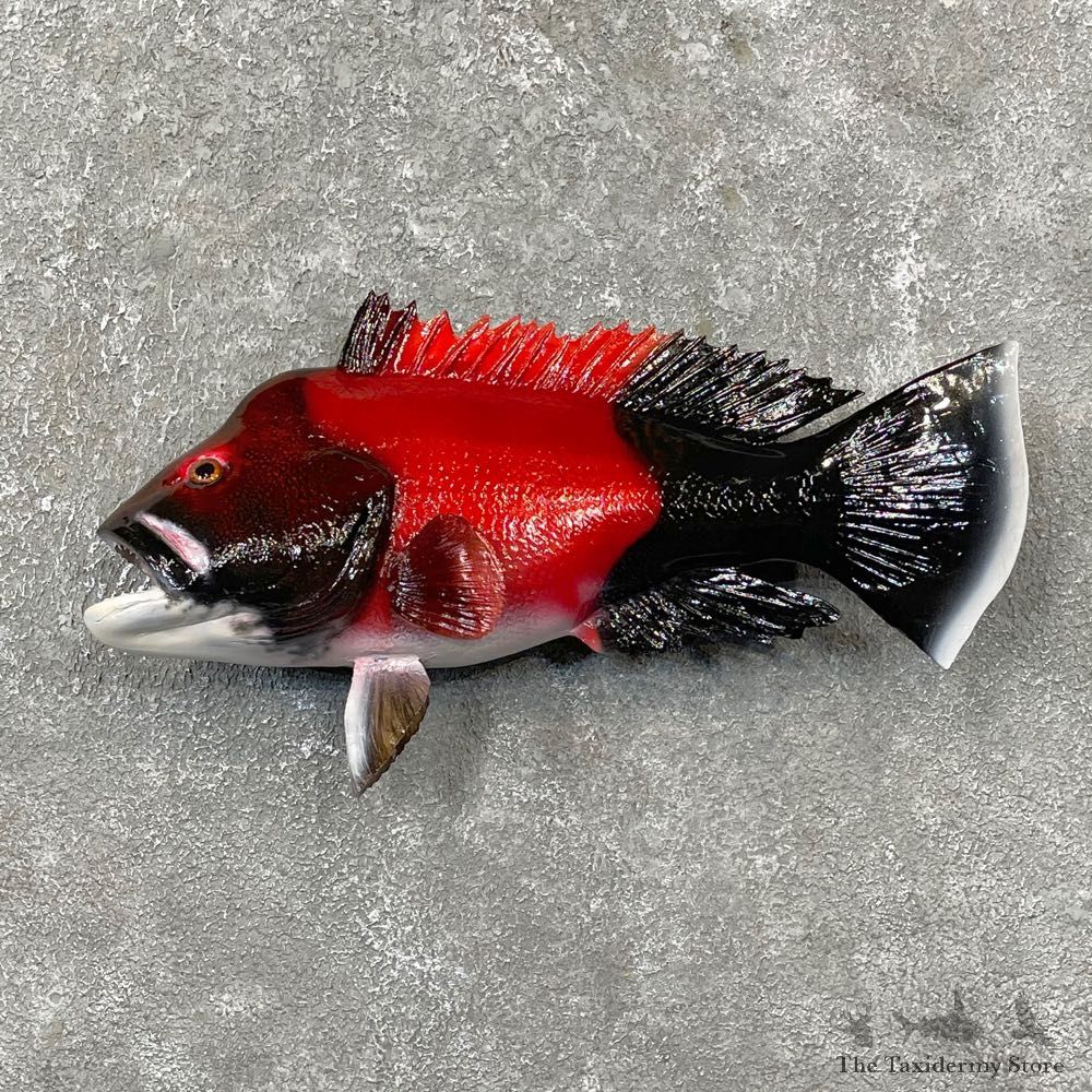 California Sheephead Fish Mount For Sale #24799 @ The Taxidermy Store