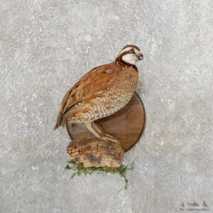 Bobwhite Quail Bird Mount For Sale #19732 @ The Taxidermy Store