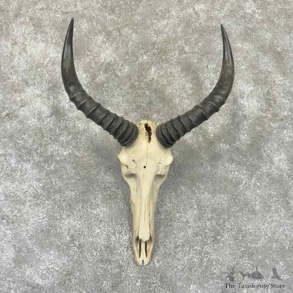 African Tsessebe Skull European Mount For Sale #32326 @ The Taxidermy Store