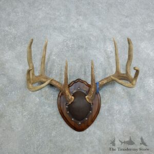 Whitetail Deer Antler Plaque Mount For Sale #18437 @ The Taxidermy Store