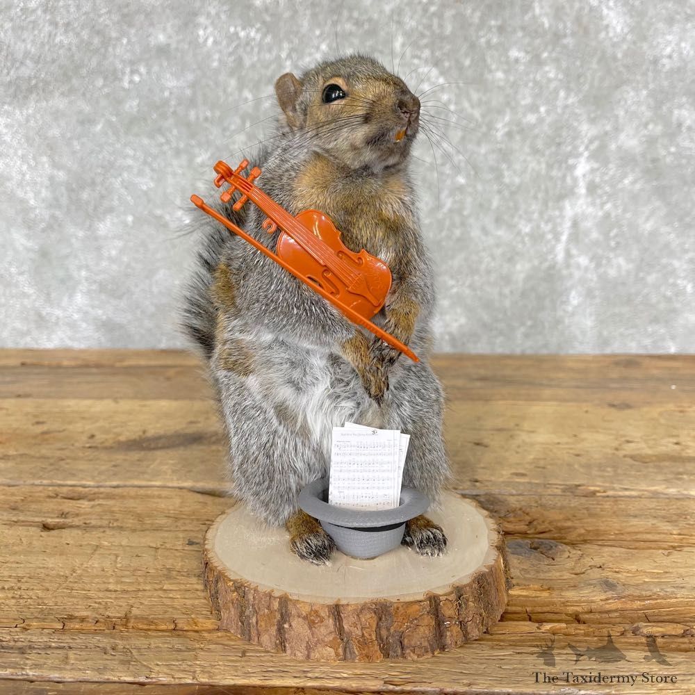 Violin Squirrel Novelty Mount For Sale #24449 @ The Taxidermy Store