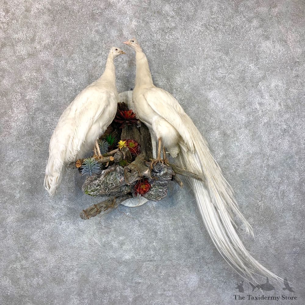 White Peacock Pair Taxidermy Mount For Sale #23724 @ The Taxidermy Store