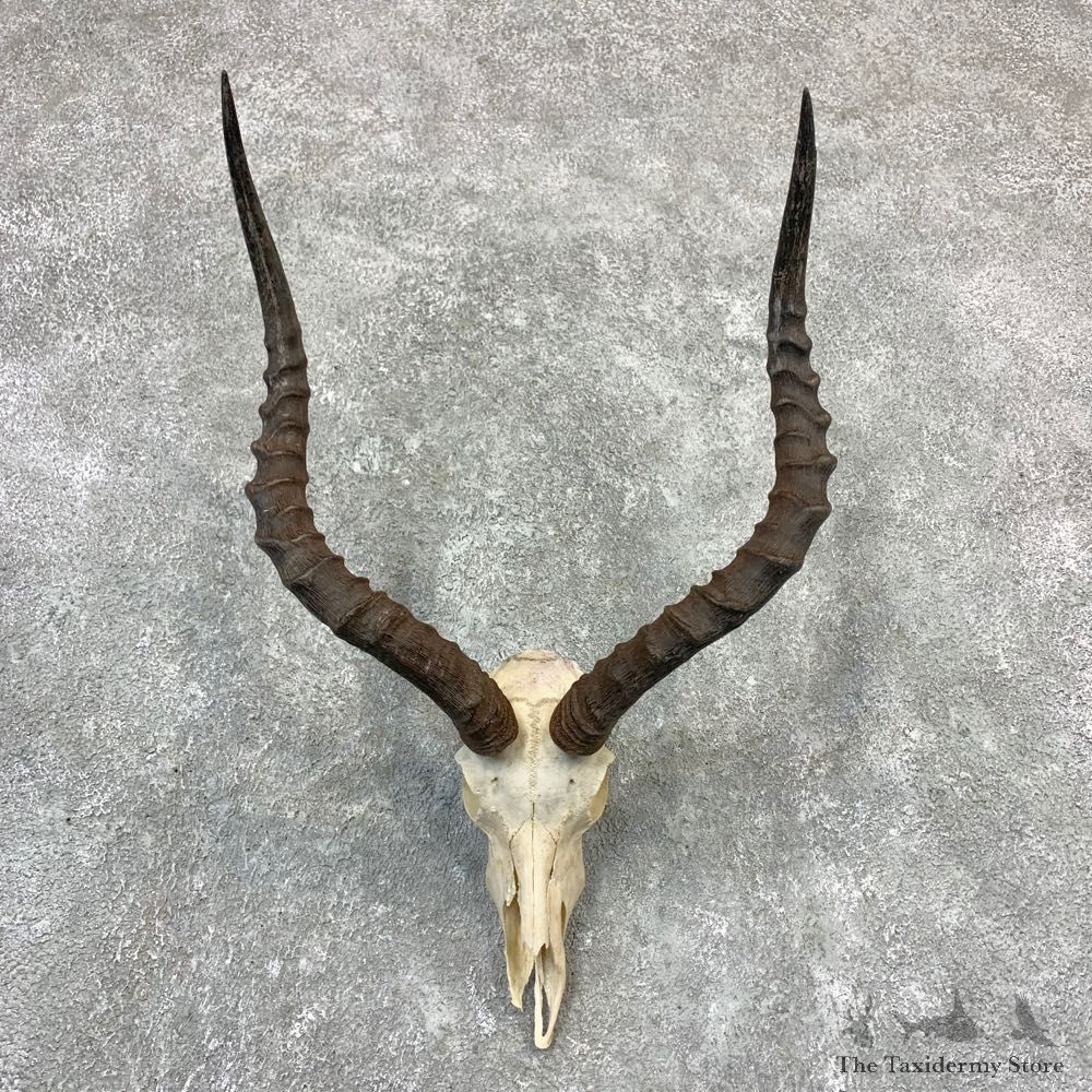 Impala Skull Horns European Mount For Sale #23188 @ The Taxidermy Store
