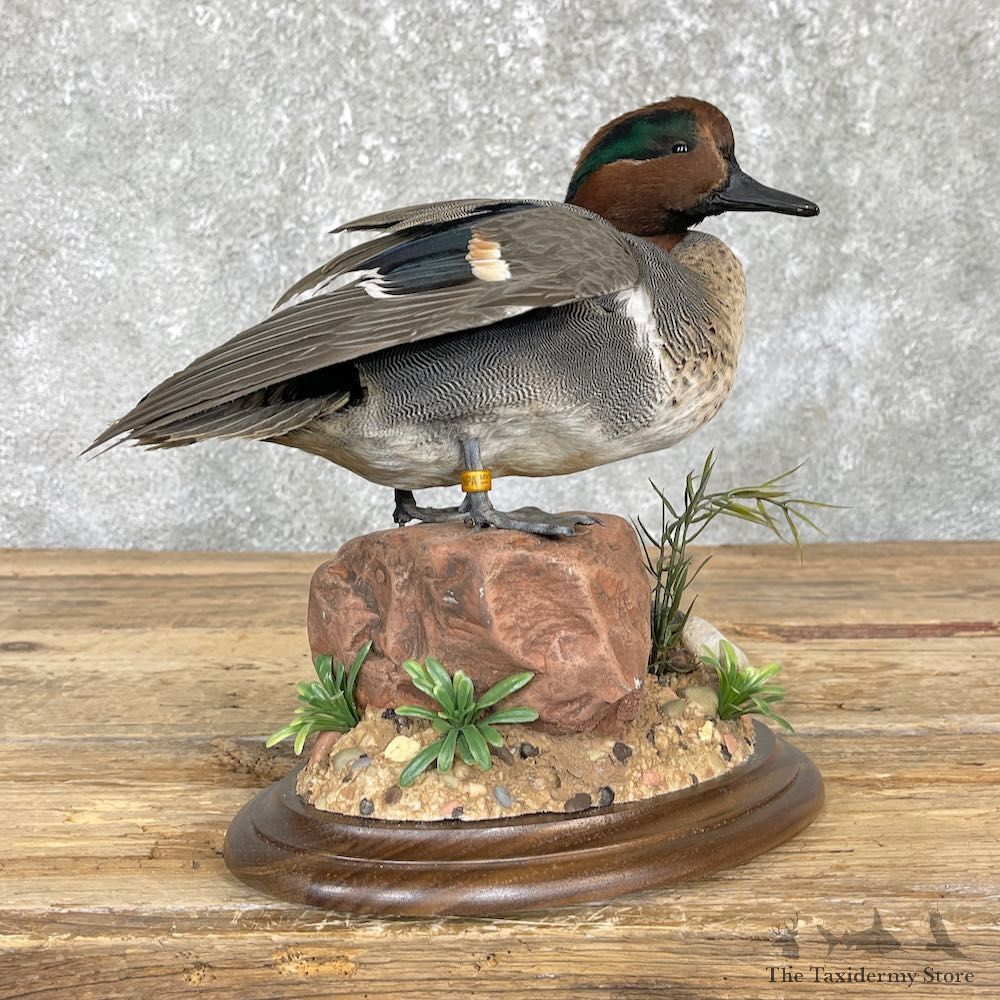 Green Winged Teal Duck Mount For Sale #26455 @ The Taxidermy Store