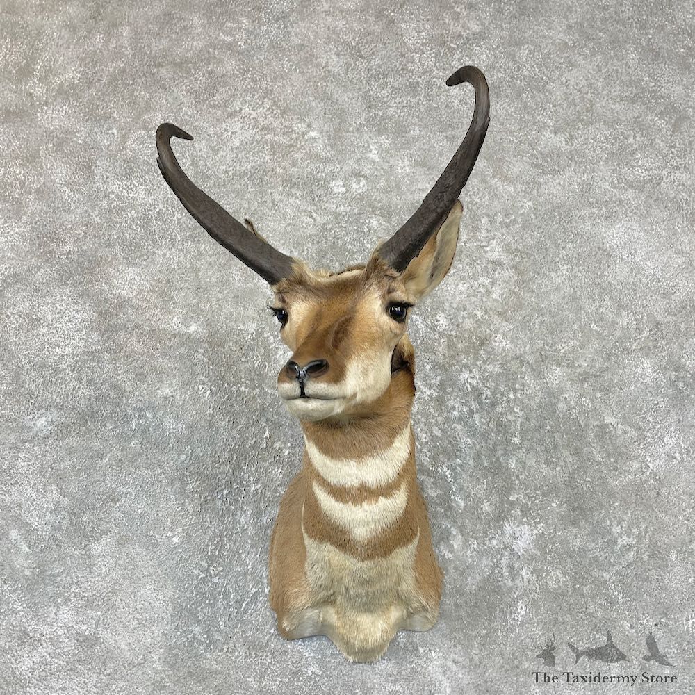 Pronghorn Antelope Shoulder Mount For Sale #26729 @ The Taxidermy-Store