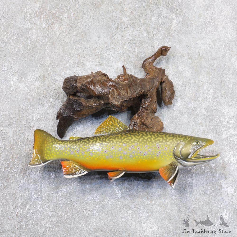 Brook Trout Fish Mount For Sale #22236 @ The Taxidermy Store