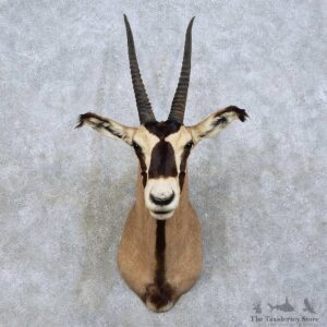 Fringe-eared Oryx Shoulder Mount For Sale #15832 @ The Taxidermy Store