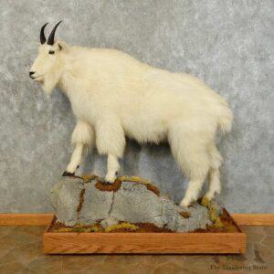 Mountain Goat Life-Size Mount For Sale #16223 @ The Taxidermy Store