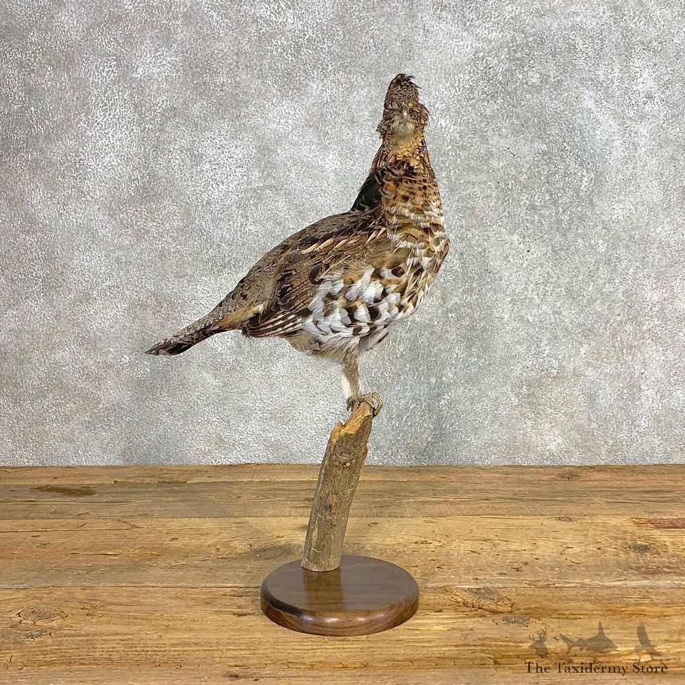 Ruffed Grouse Bird Mount For Sale #21243 @ The Taxidermy Store