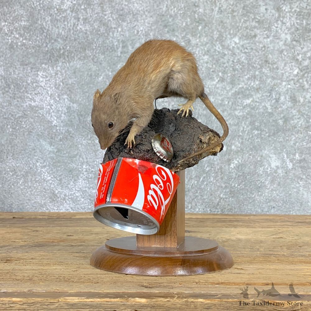 Rat Life-Size Mount For Sale #22932 @ The Taxidermy Store