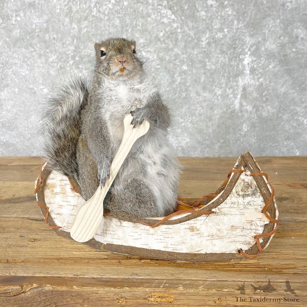 Canoe Squirrel Novelty Mount For Sale #24448 @ The Taxidermy Store