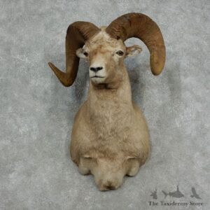 Bighorn Sheep Shoulder Mount For Sale #17158 @ The Taxidermy Store