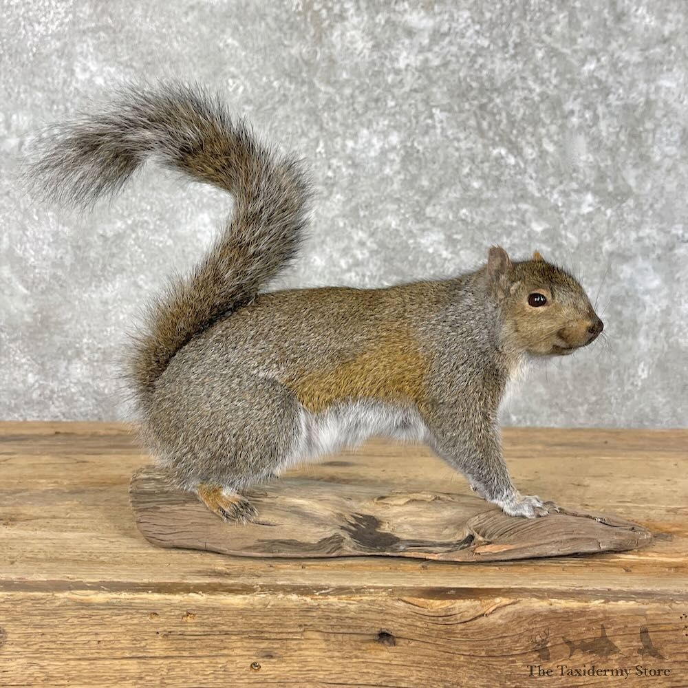 Grey Squirrel Life-Size Mount For Sale #27955 @ The Taxidermy Store