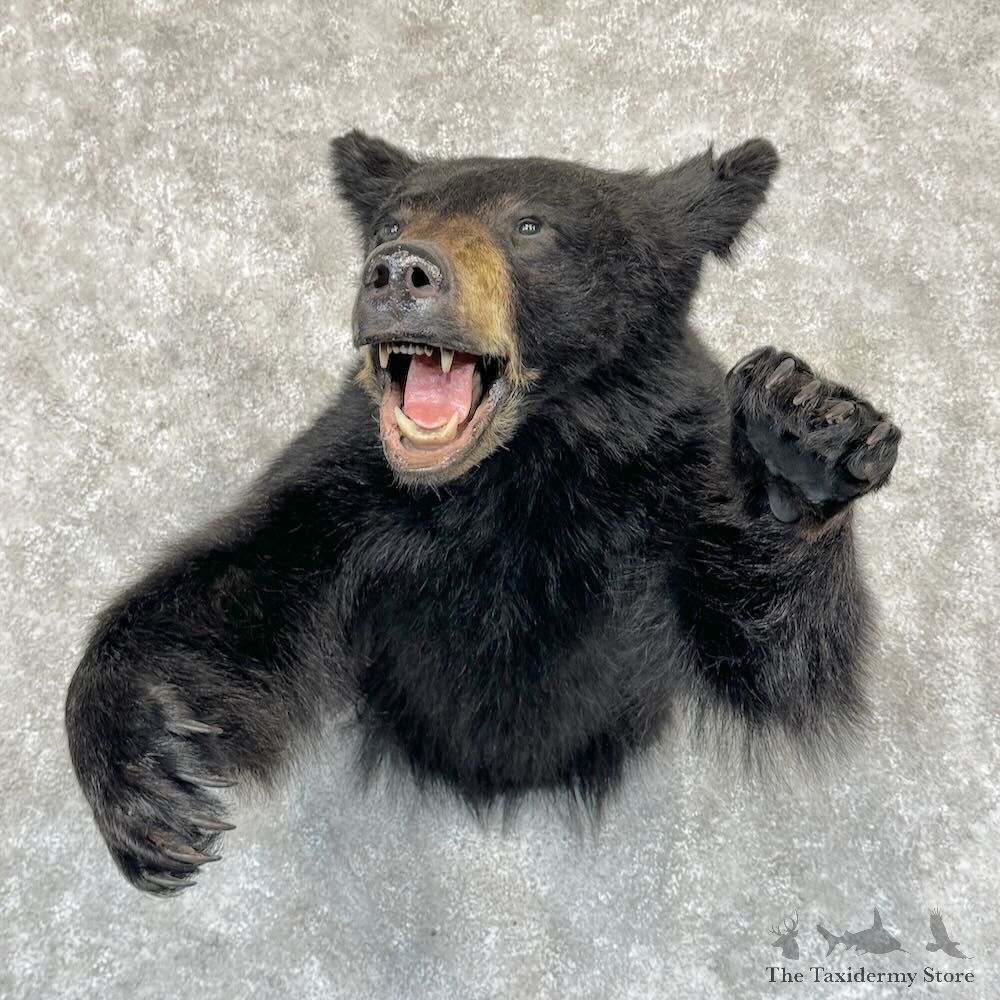 Black Bear Half-Life-Size Mount For Sale #29153 @ The Taxidermy Store