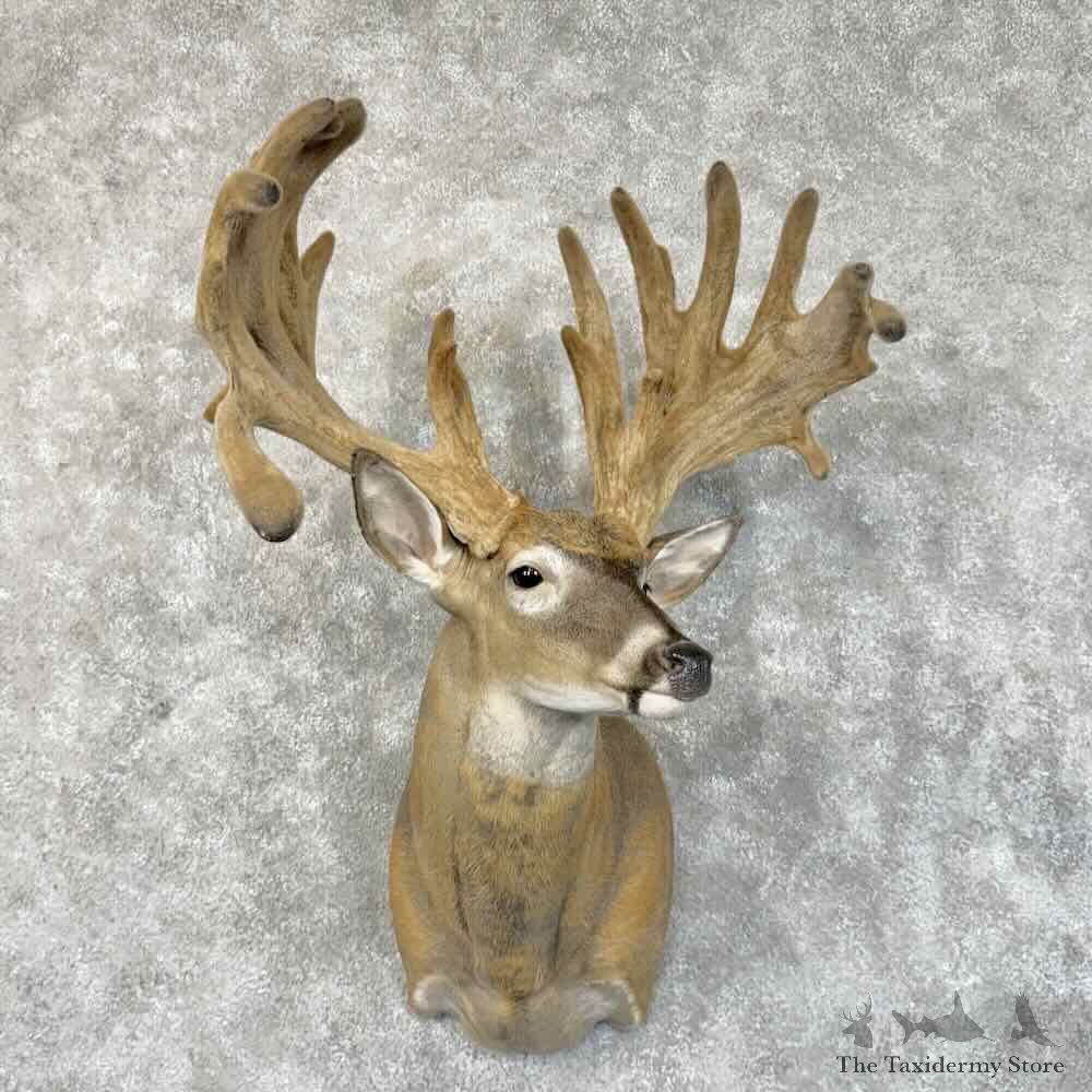 Whitetail Deer Shoulder Mount For Sale #30328 @ The Taxidermy Store