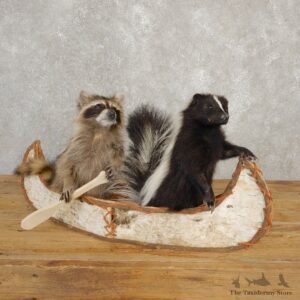 Canoeing Raccoon and Skunk Novelty Mount For Sale #20613 @ The Taxidermy Store