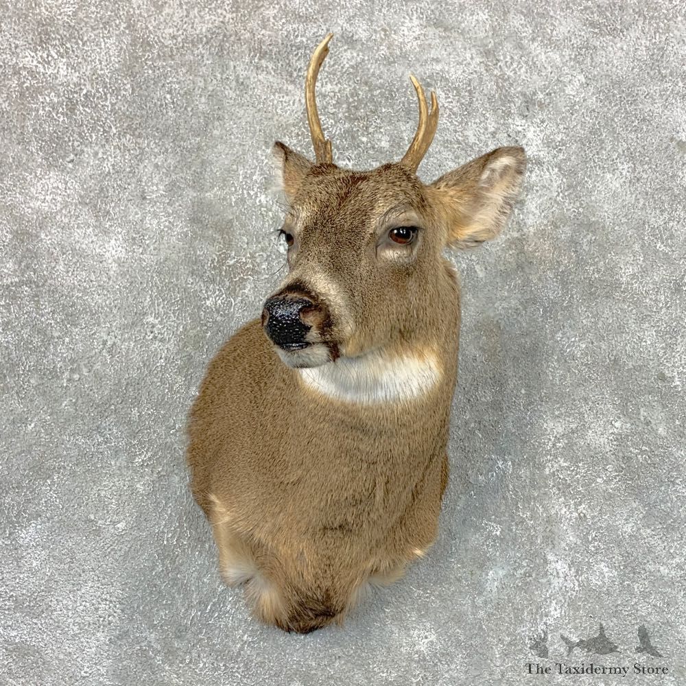 Whitetail Deer Shoulder Mount For Sale #23519 @ The Taxidermy Store
