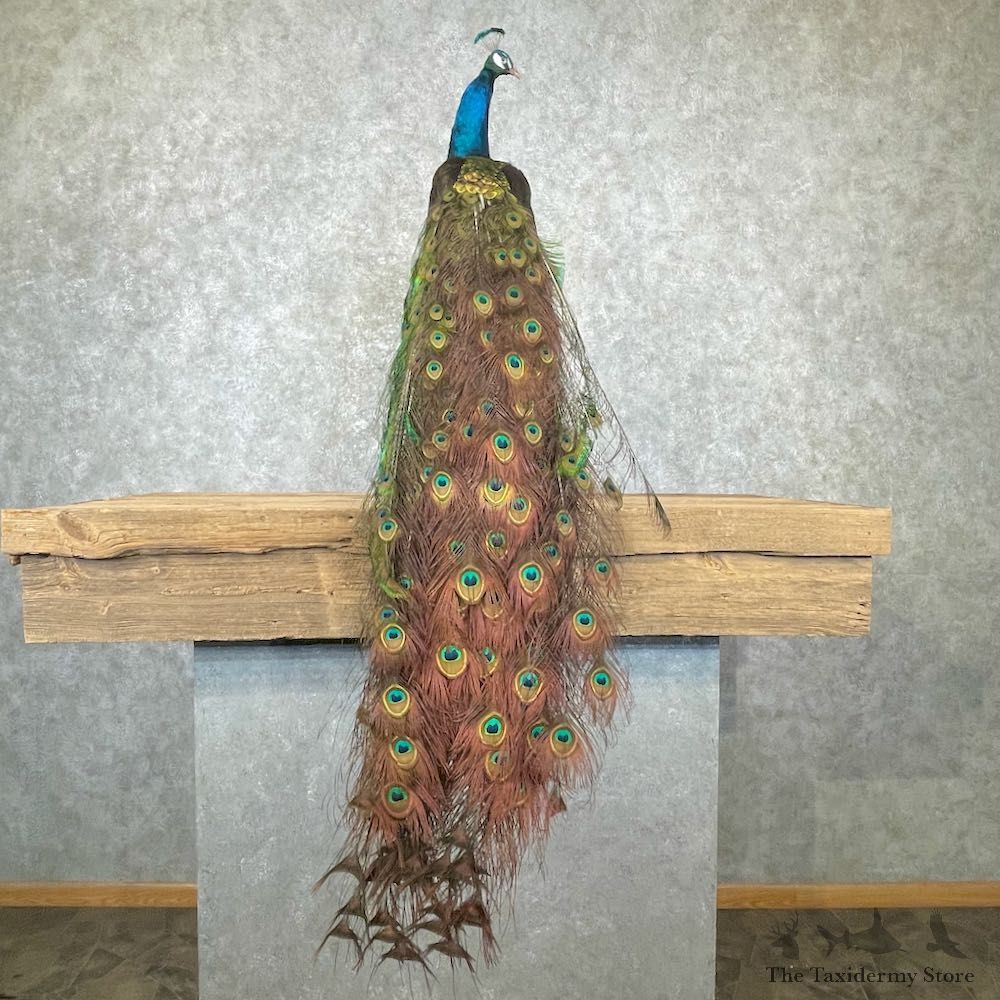 Blue Indian Peacock Bird Mount For Sale #26967 @ The Taxidermy Store