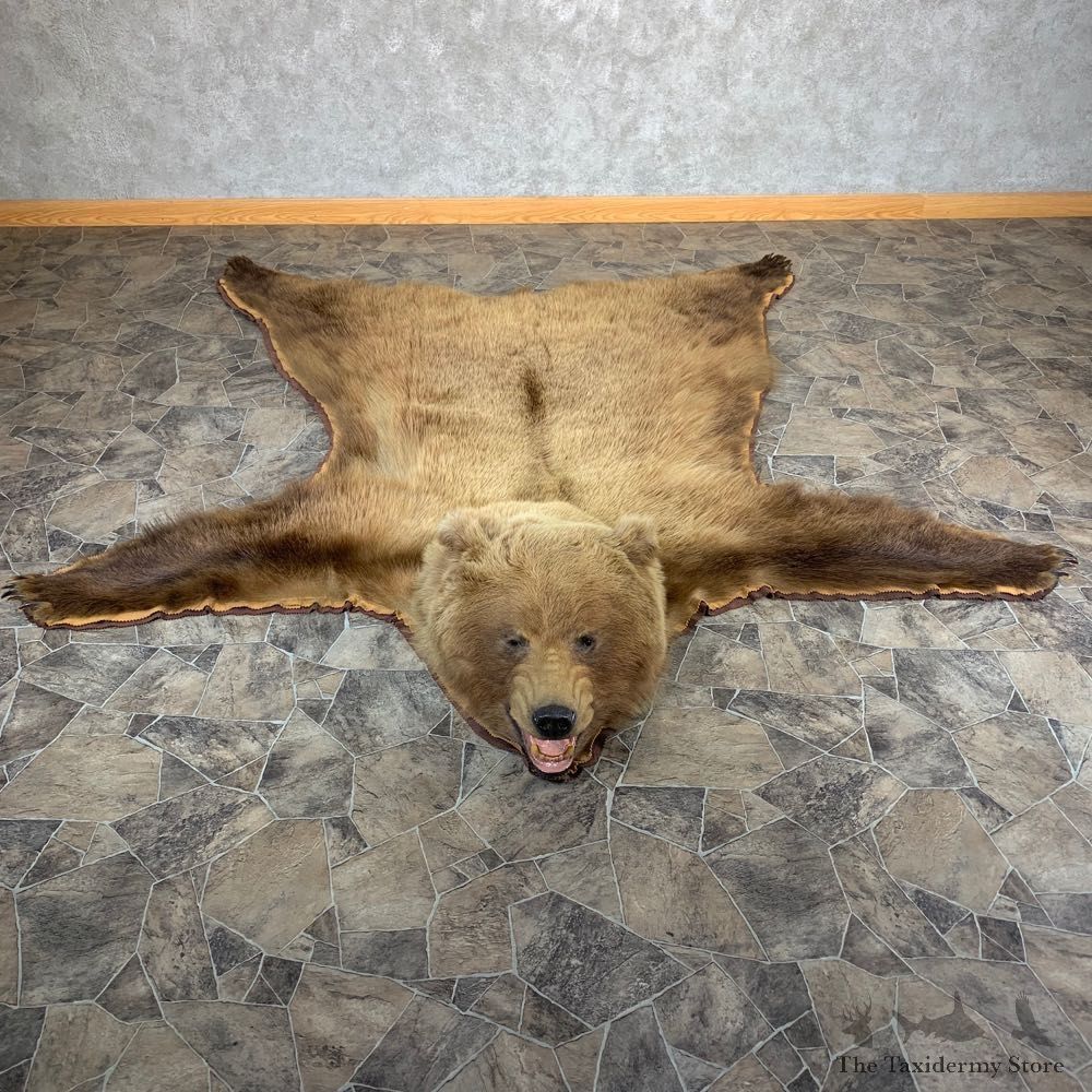 Grizzly Bear Taxidermy Rug Mount For Sale #21182 @ The Taxidermy Store