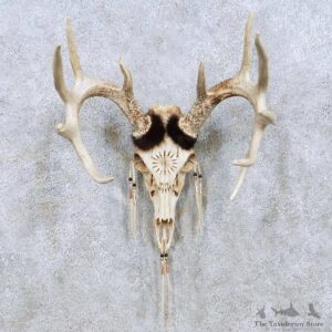 Whitetail Deer Skull Horn Taxidermy Mount For Sale #13957 @ The Taxidermy Store