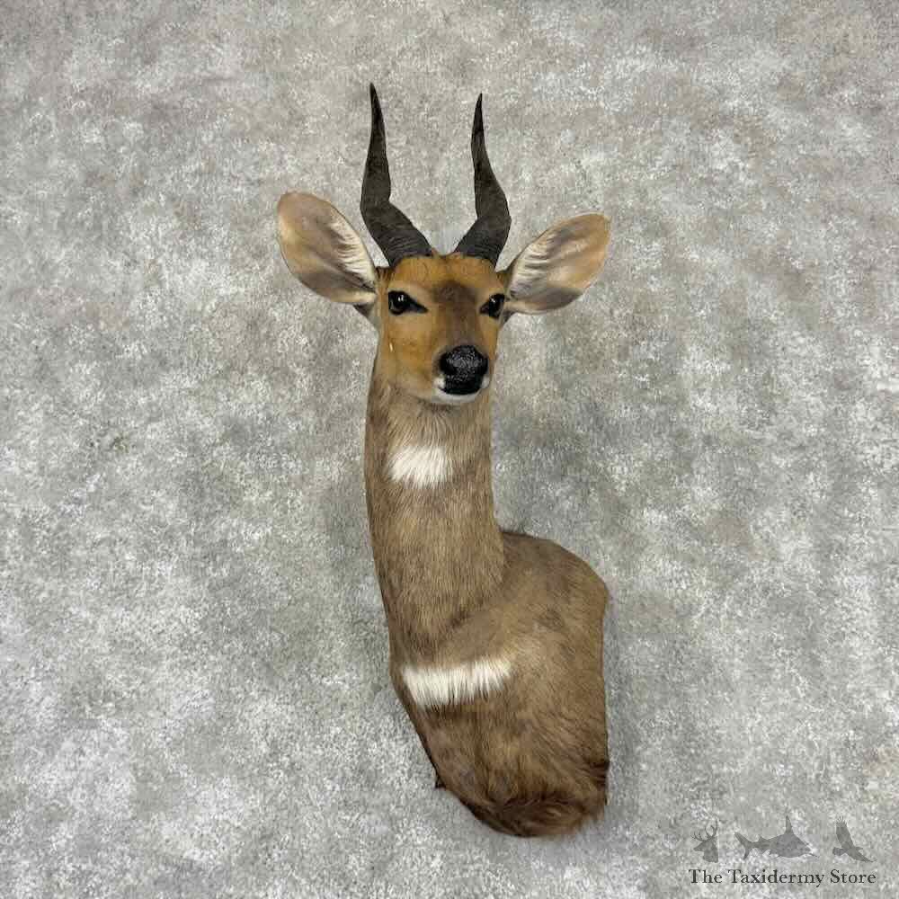 Cape Bushbuck Wall Pedestal Mount For Sale #32243 @ The Taxidermy Store