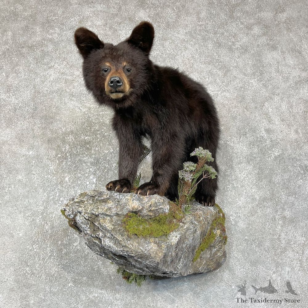Black Bear Cub Taxidermy Mount For Sale #25623 @ The Taxidermy Store
