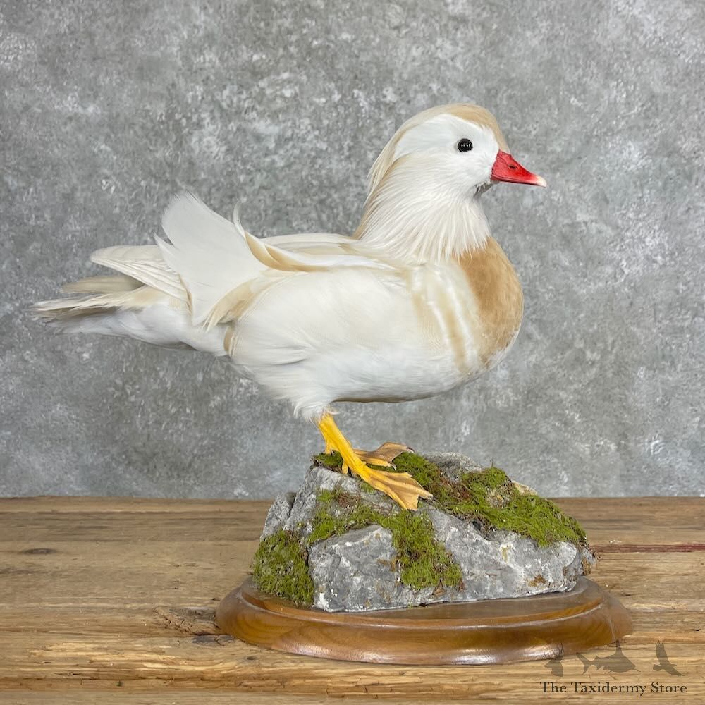 Buff Mandarin Duck Bird Mount For Sale #27361 @ The Taxidermy Store