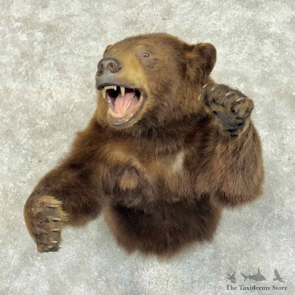 Cinnamon Black Bear Half Life Size Mount For Sale #31169 @ The Taxidermy Store