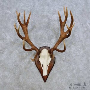 European Red Deer Skull Antler Mount For Sale #14416 @ The Taxidermy Store