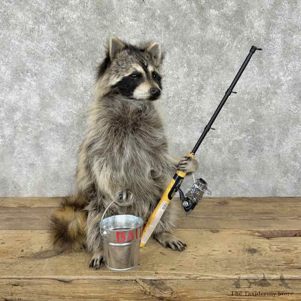 Fishing Raccoon Novelty Mount For Sale #30807 @ The Taxidermy Store