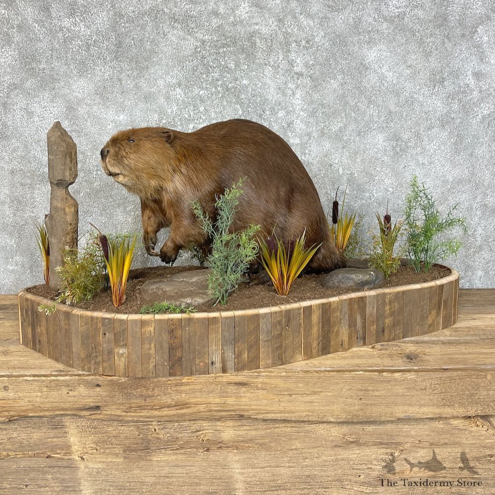 North American Beaver Mount For Sale #25223 @ The Taxidermy Store