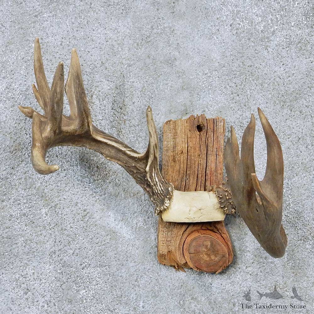 Whitetail Antler Taxidermy Mount For Sale #13926 For Sale @ The Taxidermy Store