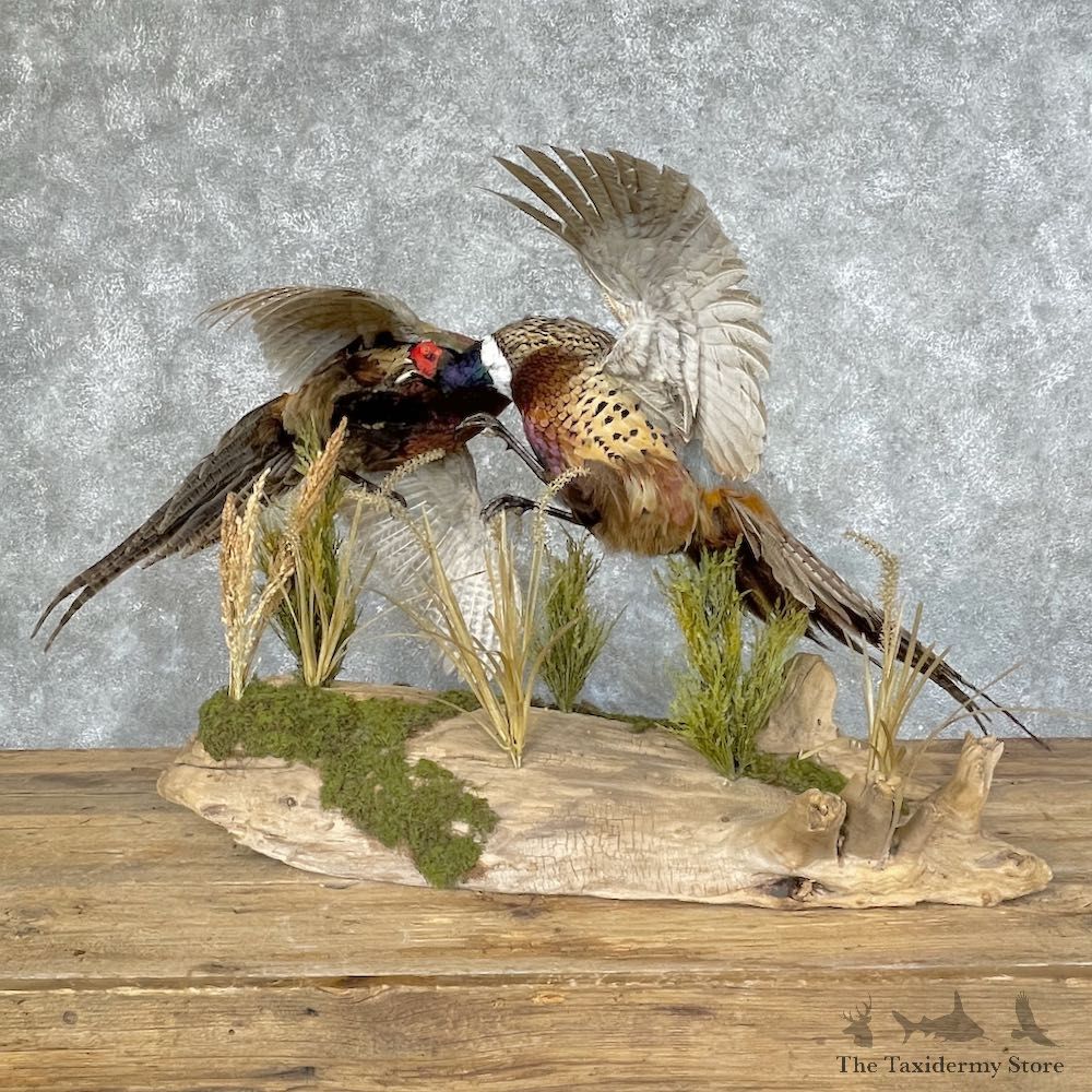 Ringneck Pheasant Bird Mount For Sale #25230 @ The Taxidermy Store