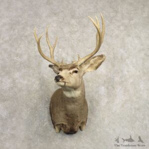 Mule Deer Shoulder Mount For Sale #20491 @ The Taxidermy Store