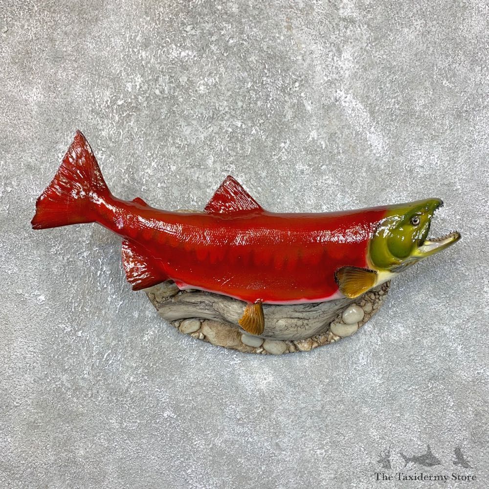 Sockeye Salmon Taxidermy Fish Mount For Sale #23894 @ The Taxidermy Store