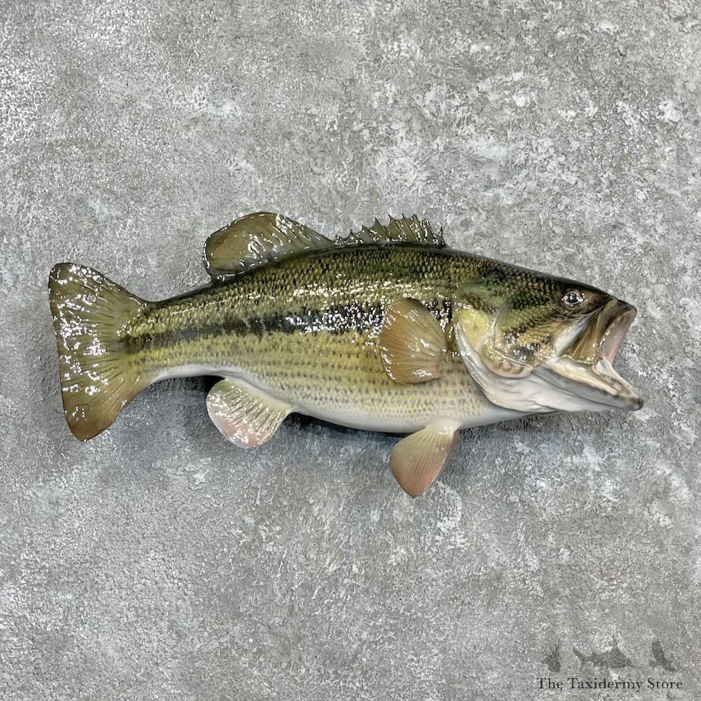 Largemouth Bass Fish Mount For Sale #27315 @ The Taxidermy Store