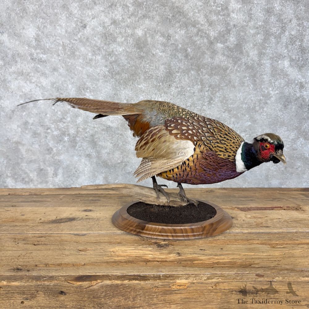 Ringneck Pheasant Bird Mount For Sale #30178 @ The Taxidermy Store