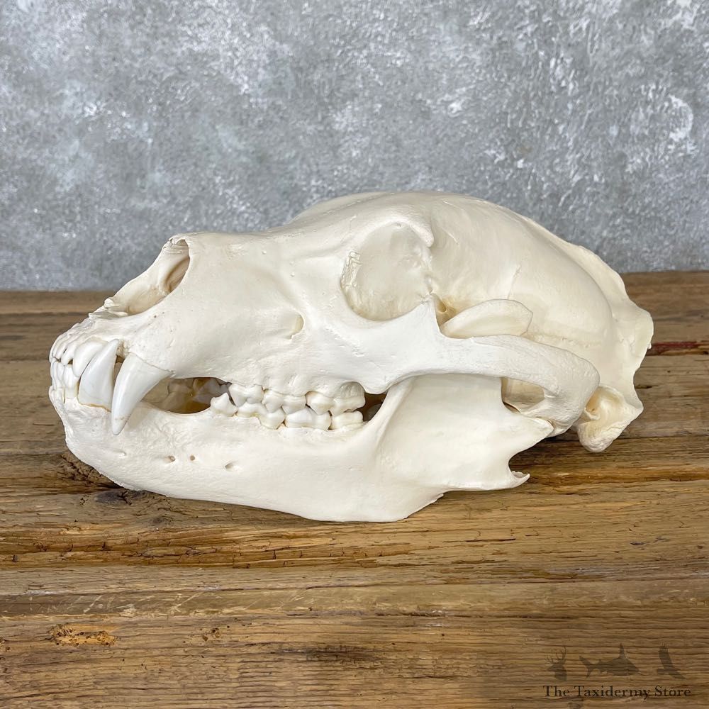 Alaskan Grizzly Bear Skull Mount For Sale #25057 @ The Taxidermy Store
