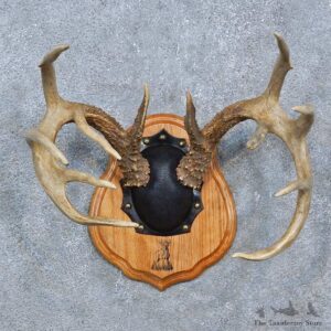 Whitetail Deer Antler Plaque Mount For Sale #15273 @ The Taxidermy Store