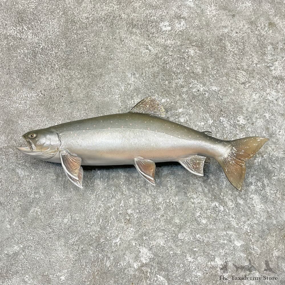 Splake Fish Mount For Sale #27552 @ The Taxidermy Store