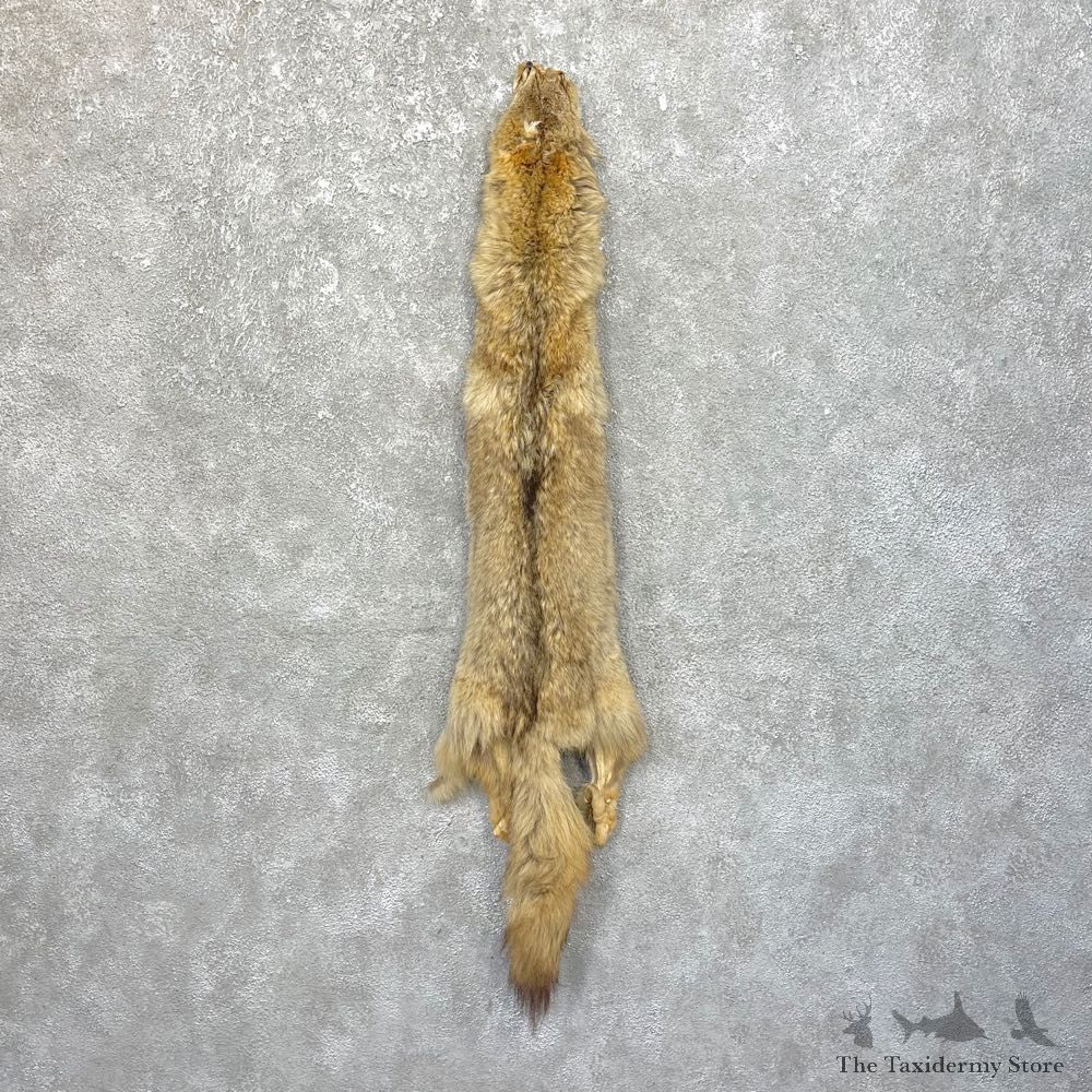 Coyote Tanned Hide For Sale #25115 @ The Taxidermy Store